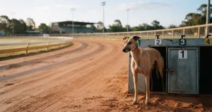 Greyhound Racing Betting Odds in 2026 — UK Bookmakers Compared